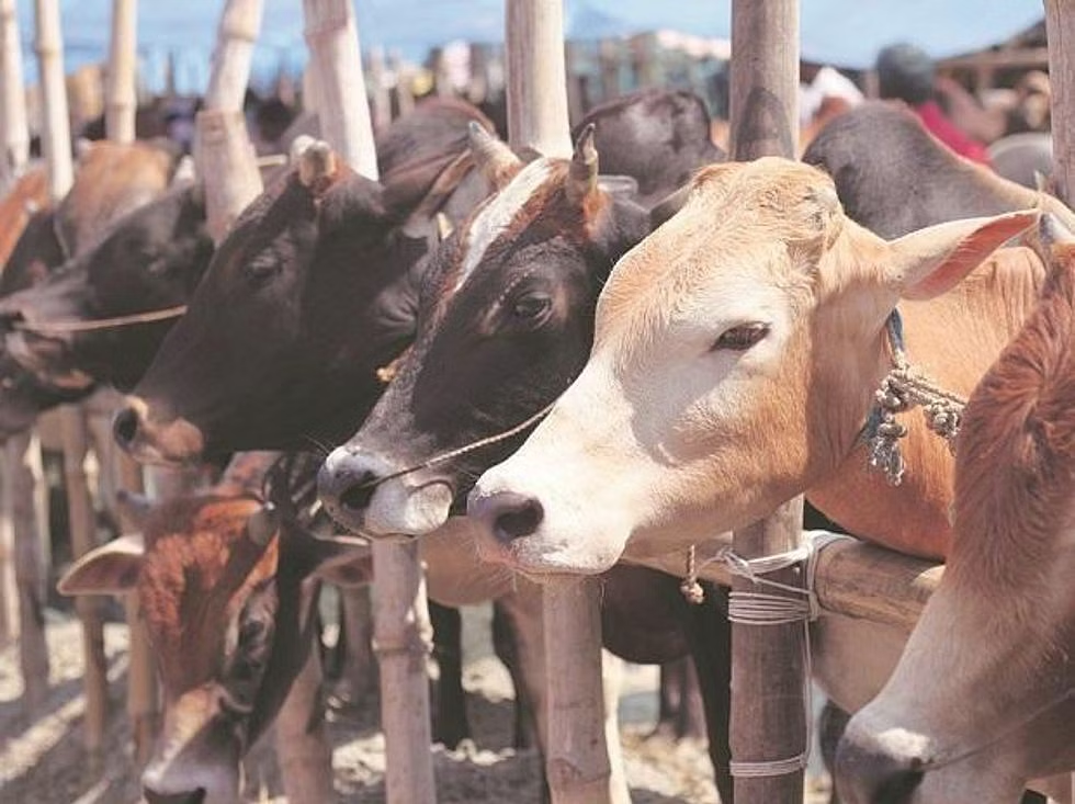 योगी सरकार दूसरे राज्य से देशी गाय की खरीद पर देगी 40 हजार का अनुदान