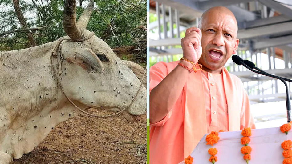 लंपी के प्रसार को रोकने के लिए मिशन मोड पर काम करना होगा:योगी
