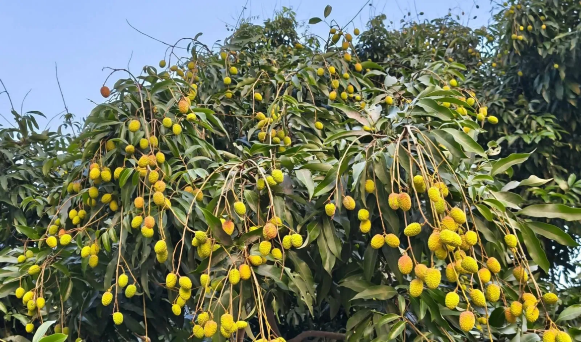 देवभूमि की लीची बनेगी इटली की पसंद