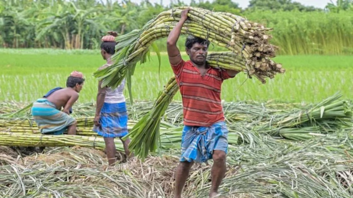 योगी सरकार ने पेराई सत्र 2025-26 में गन्ना किसानों को 31,682 करोड़ रुपये का किया भुगतान